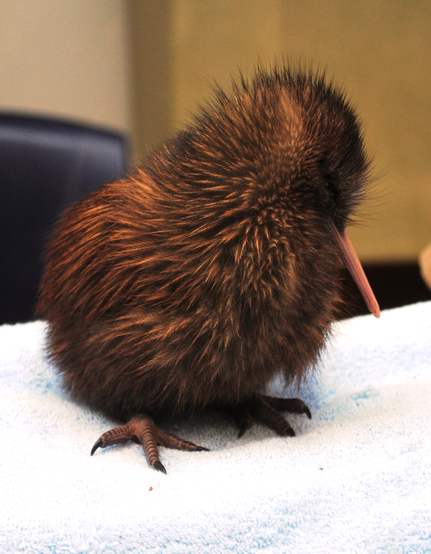 Baby Kiwi | The Governor-General of New Zealand