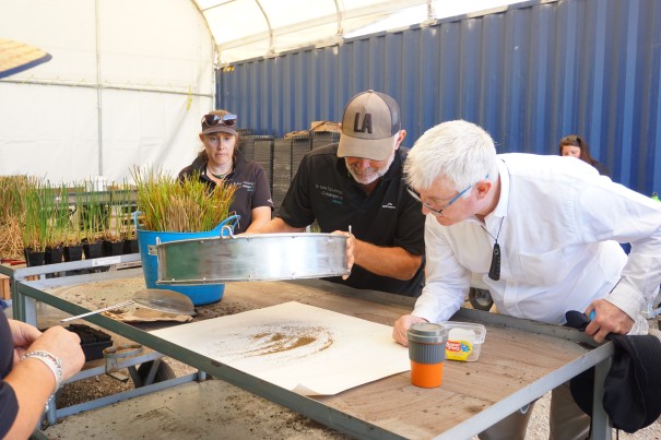 Dr Davies inspecting seeds at Te Kete Tipuranga o Huirapa 