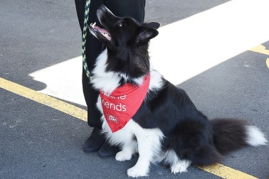 Image of Jack the Border Collie