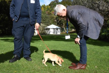Coco exploring the great outdoors at Government House Auckland