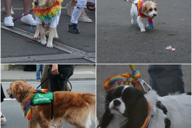 Dogs showing support at the Pride Parade