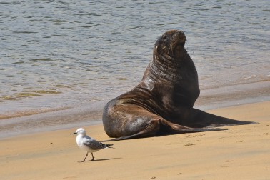Young male sea-lion on Ulva Island