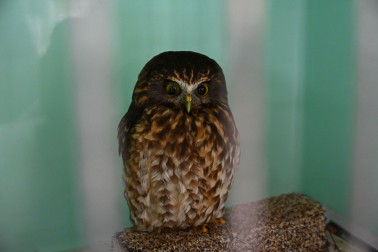 A morepork currently being cared for