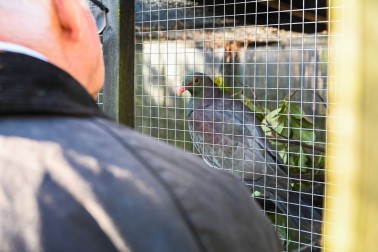 Dr Davies meeting a kererū currently being cared for