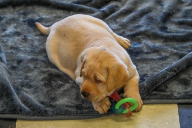 One of the new guide dog puppies