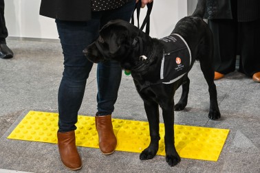 One of the guide dogs in training