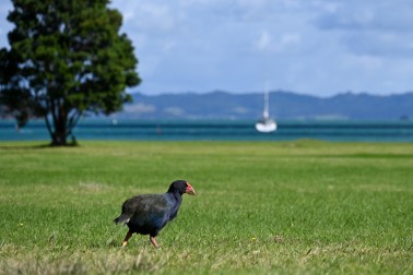 A Takahē wandering the lawn at Hope Bay