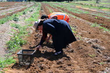 Digging for peruperu