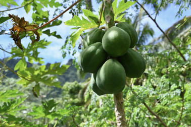 Hanging papaya fruit