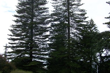 Norfolk pines.