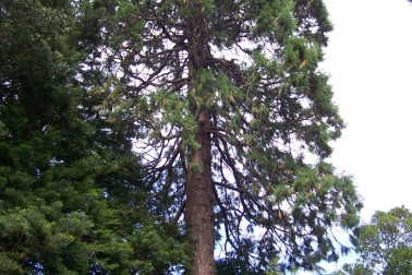 California redwood.