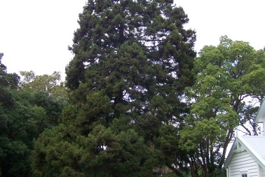 Japanese cedar.