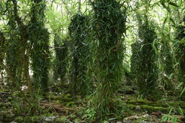 Vanilla vines trained up nitrogen-fixing legume plants.