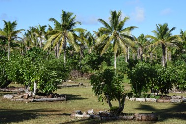 Avocado and coconut plantations at Vaipapahi Farm.