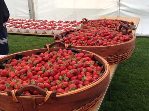 Strawberries at the Bledis