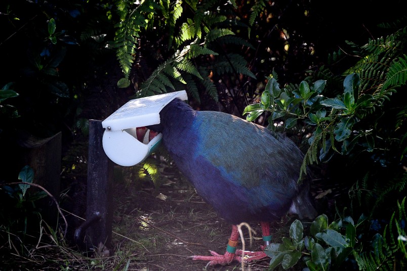 Image of a takahe feeding from a plastic container