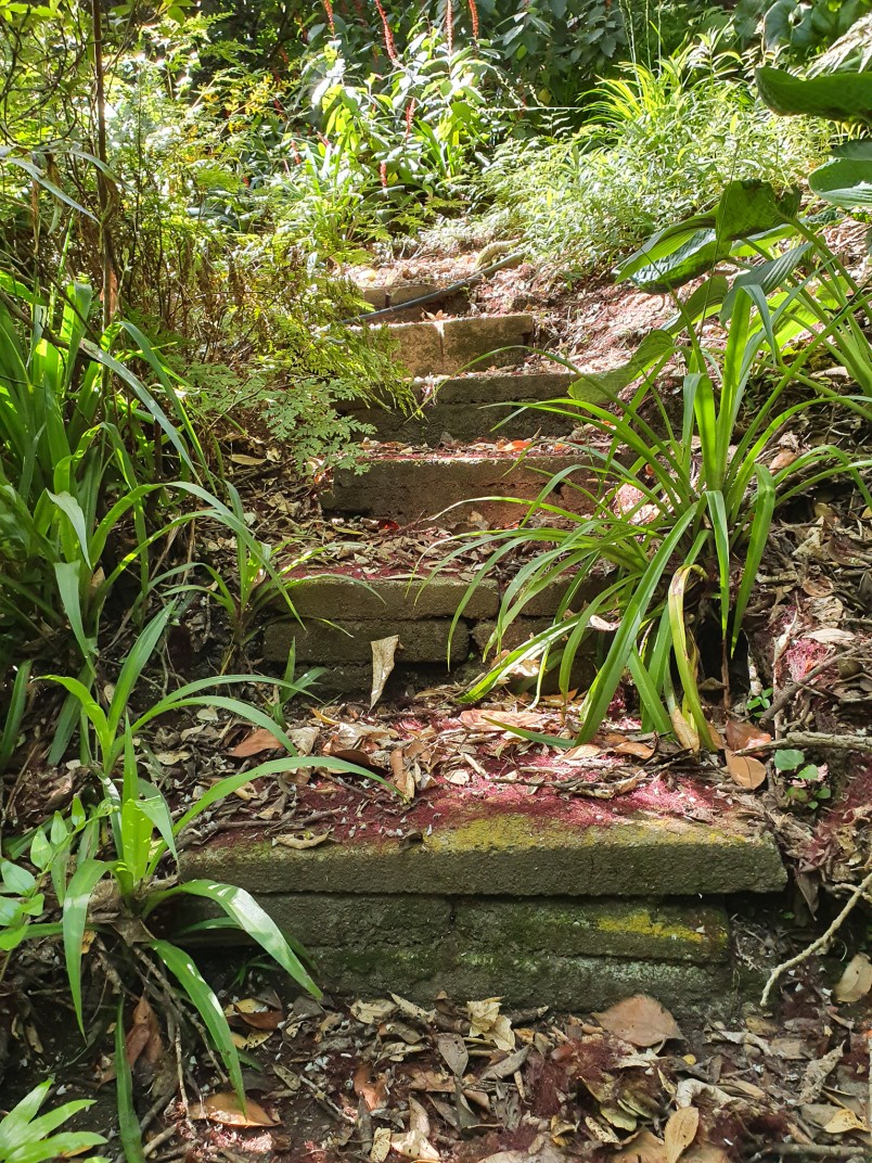 Image of old stairs in the Government House grounds