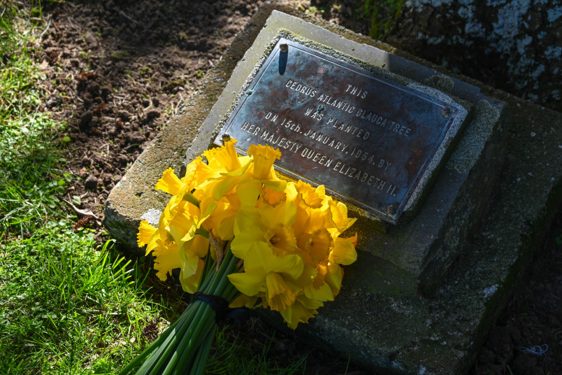 Bouquet of daffodils on the North Lawn's commemorative plaque