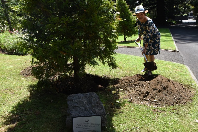 an image of Dame Patsy planting a kawaka to mark the 50th anniversary of the Grounds Committee