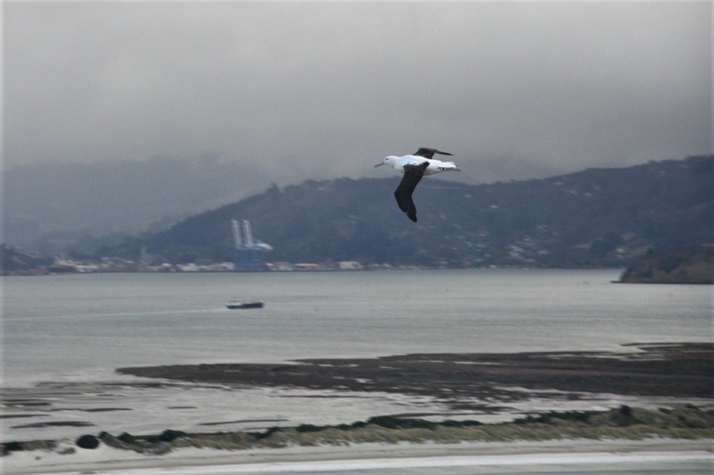 An albatross flying over the entrance to Otago Harbour