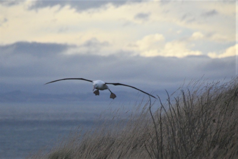 An albatross landing at Taiaroa Head