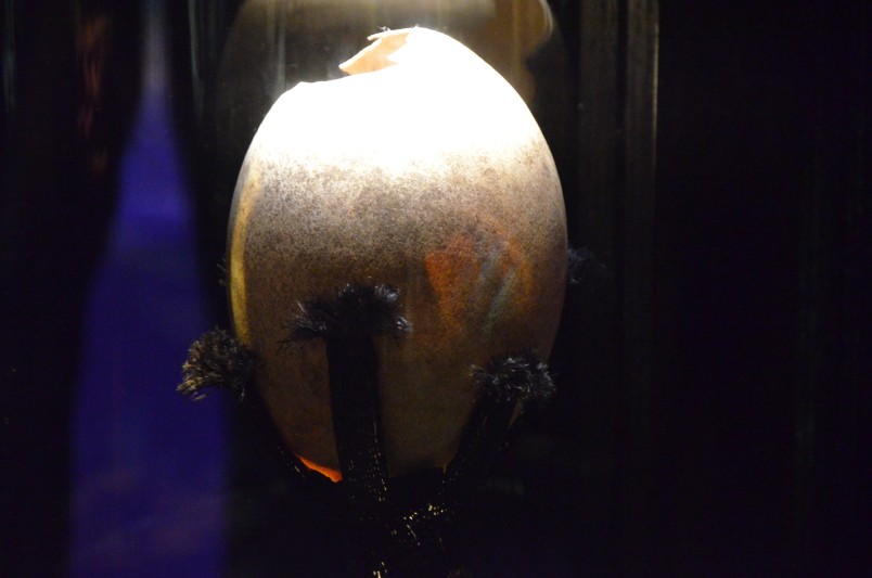 A moa egg recovered from Wairau Bar