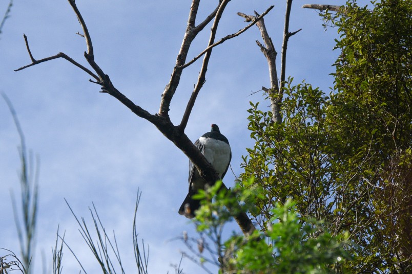 Image of the NZ Bird of the Year - the kereru