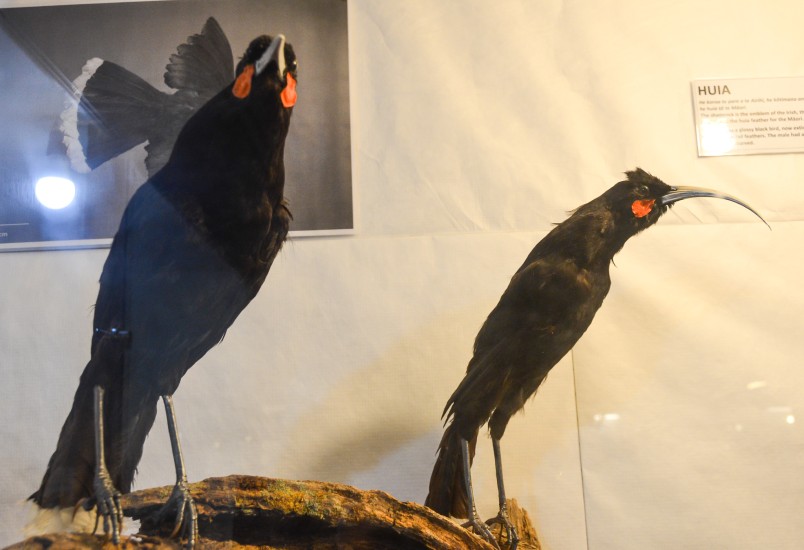Two of Okains Bay Museum's five huia birds