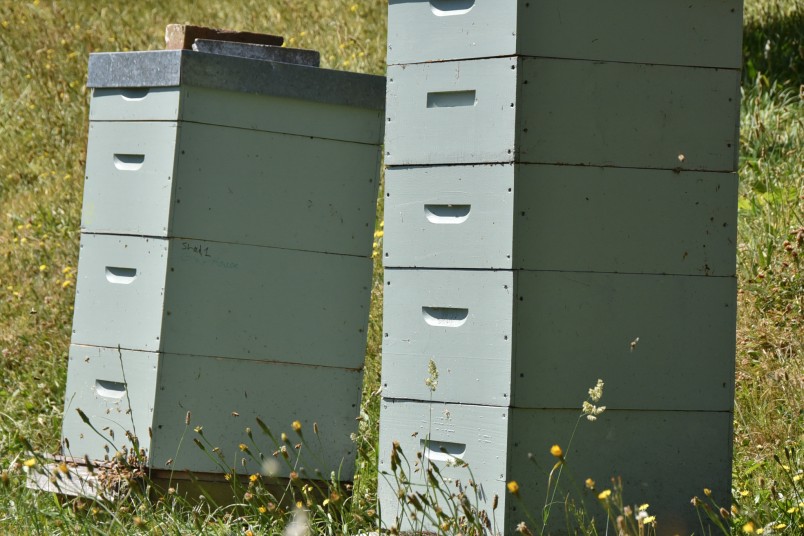 Image of two beehives in the grass