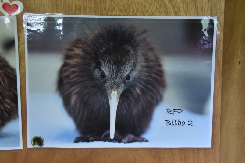 Image of a photo of a kiwi chick