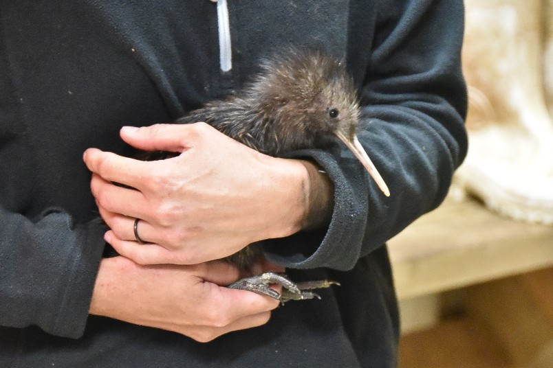 Image of a 19 day old kiwi chick 