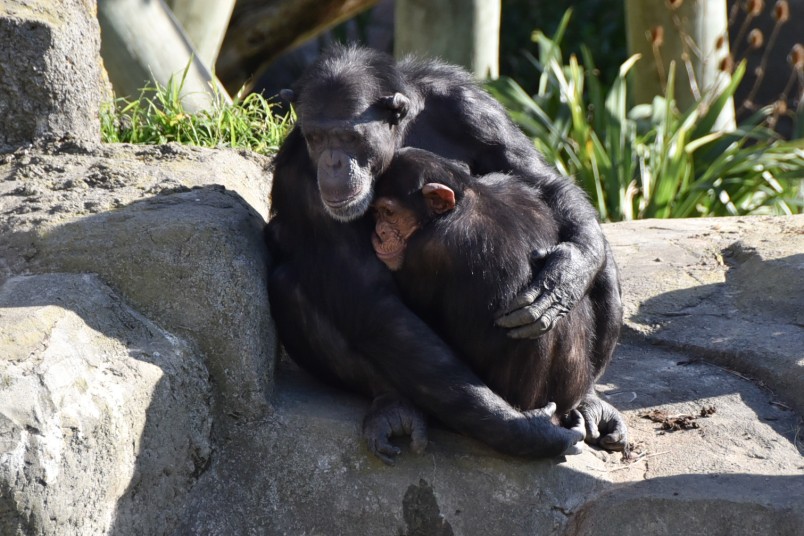 Mother and child chimpanzee