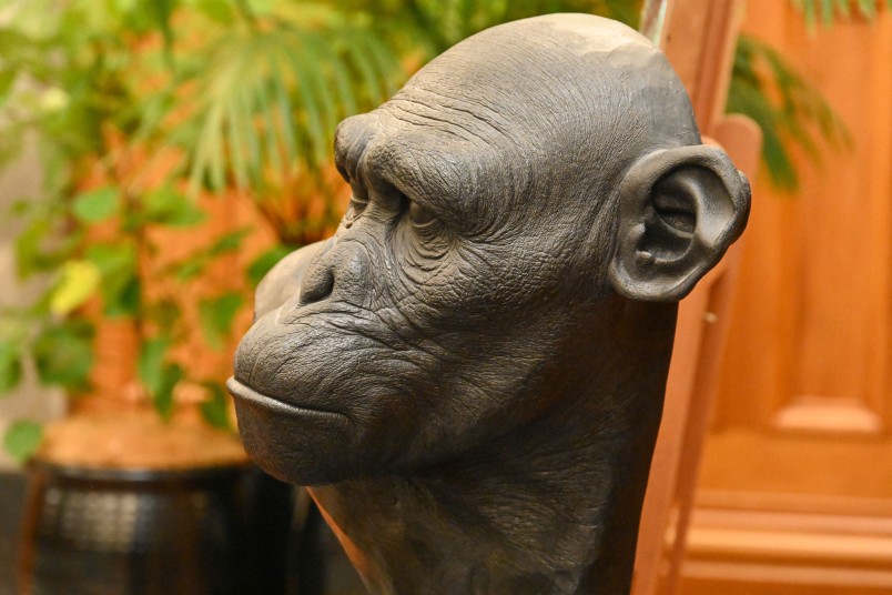 The bust of a chimpanzee produced by Wētā FX