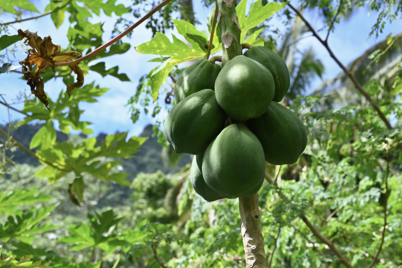 Hanging papaya fruit