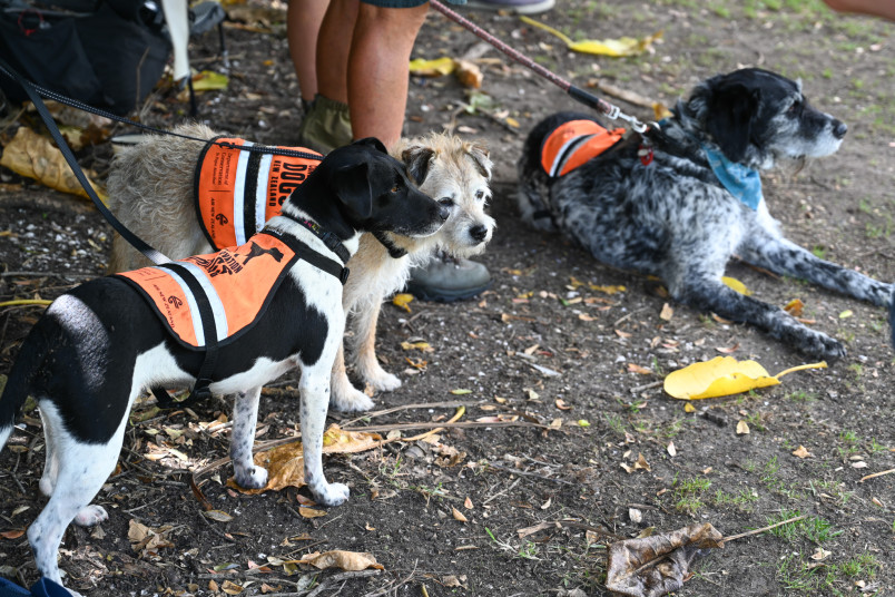 These dogs work to keep eastern Bay of Islands free of pest species