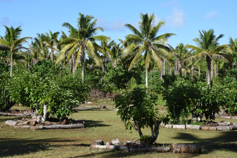 Avocado and coconut plantations at Vaipapahi Farm.