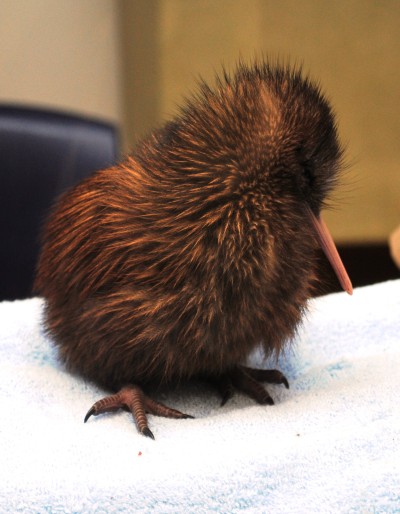 Baby Kiwi The Governor General Of New Zealand