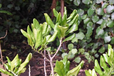 Image of Pennantia baylisiana leaves