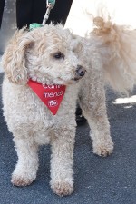 Image of Charlie the Poochon (Poodle/Bichon Friese mix)