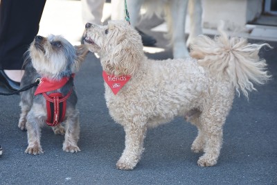 Image of dogs Jack and Charlie