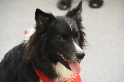 Image of jack the Border Collie close up 