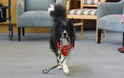 Image of Border Collie Jack, fetching his lead