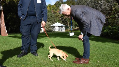 Coco exploring the great outdoors at Government House Auckland