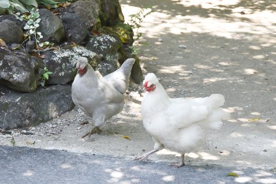Image of hens at Eden Garden