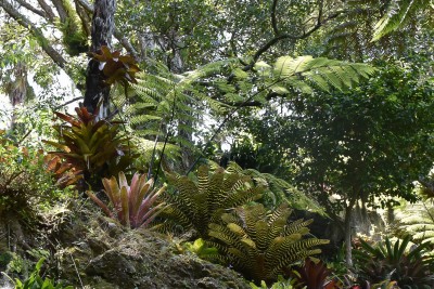 Image of bromeliads and ferns at Eden Garden