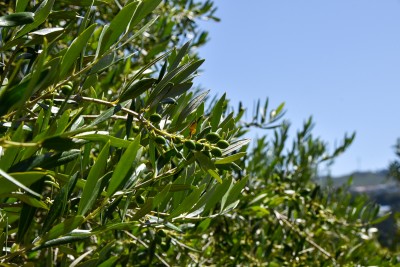Image contains olives on a tree
