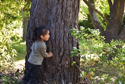 Child playing hide and seek behind a tree