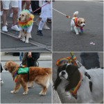 Dogs showing support at the Pride Parade