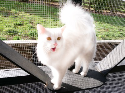 Image of Camilla, a deaf rescue cat