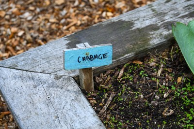 The label for cabbage in the students' garden